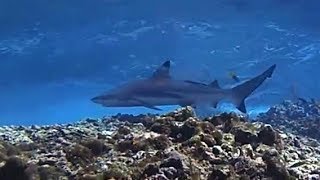 Koh Lanta Diving at Koh Bida Nok 2017 [upl. by Hassin]