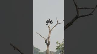 The darters anhingas or snakebird amp Cormorants birds birdwatching [upl. by Wilburn]