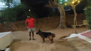 Shadow Nai chidiya pakad li German Shepherd dog germanshepherd doglover vlog [upl. by Kera]