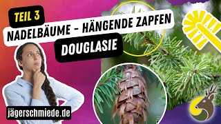 🌲Nadelbäume mit hängenden Zapfen  Douglasie Teil 33 [upl. by Ameg]