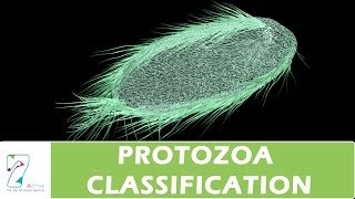 PROTOZOA CLASSIFICATION [upl. by Airakaz]