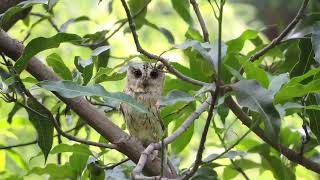 The Indian Scopsowl  Otus bakkamoena  Lohargal  Shakambhari Conservation Reserve [upl. by Ardnuat261]