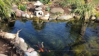 The Secrets to Keep Your Pond Crystal Clear  The Barefooted Gardener [upl. by Russ200]