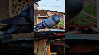 Shahjahanpuri kabutar pigeon kabootar shorts ytshots youtube [upl. by Rosalba]