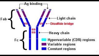 Antibody Structure [upl. by Grew486]