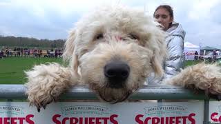 ALL ABOUT DOGS  at Newbury Showground  Can you spot your dog [upl. by Ffej]