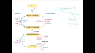 glycolysisGluconeogenesis regulation [upl. by Goddard]