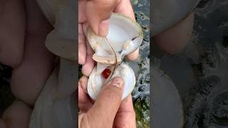 And USEFUL in clam found satisfying bushcraft bts [upl. by Eckel]