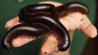 5 Amazing Secrets of Millipedes Revealed [upl. by Nohsad]