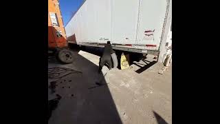 CHANGING SEMI TRAILER TIRE [upl. by Cave]