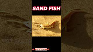 Sand Fish ll Desert Lizard ll Telugu Facts ll TOT FACTS [upl. by Sivrad971]