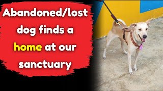 Abandonedlost dog finds a home at our sanctuary [upl. by Kcerb689]