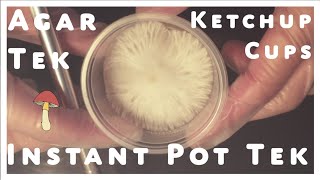 How to Make Agar Ketchup Cup Tek with an Instant Pot Grow Mushrooms at Home New Recipe [upl. by Nhguaval]