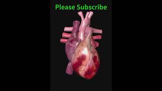 Heart beat medical heart heartbeat shorts viral [upl. by Wynnie566]