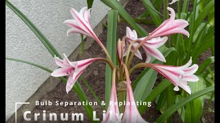 Crinum Lily Bulb Separation and Replanting [upl. by Boehike1]