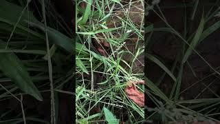 Digitaria bicornis a grass [upl. by Hadrian172]