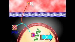 Grand Rounds Mechanism of Action of Steroid Hormones [upl. by Veronike]