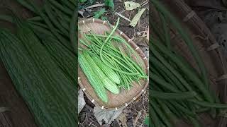 Fresh ampalaya and sitaw  buhaybukid buhayprobinsya [upl. by Ellinet]