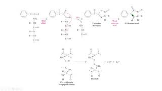 EDMAN disulfuro protein sequencing disulfide biochemistry bioquímica [upl. by Torrell]