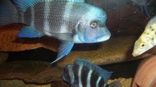 Cyphotilapia Frontosa Mpimbwe blue [upl. by Louanna816]