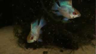 ELECTRIC BLUE BALLOON RAMS FEEDING ON CYCLOPS AT TYNE VALLEY AQUATICS [upl. by Innavoeg]