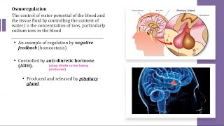 A Level Biology  141 Homeostasis in mammals [upl. by Leotie831]