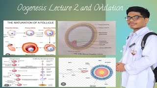 Oogenesis and Ovulation [upl. by Aenyl]