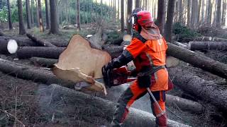 SUPER FELLING Husqvarna 572 XP Chain saw [upl. by Nanete]