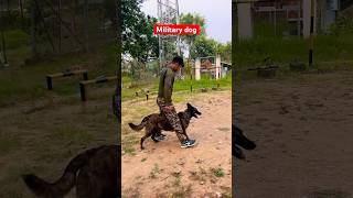 Intelligent military training dog 🔥youtubeshorts militarydogs dog viralshort viralvideo love [upl. by Alta]