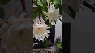 Amazing indoor Bramah Kamal flowertrending garden gardening [upl. by Anehta]