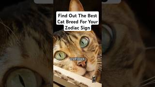 Find Out Which Cat Breed Matches Your Star Sign subscribe cat shorts youtubeshorts zodiac [upl. by Eidson]