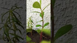 Portulaca Propagation from CUTTINGS  Portulaca Plant Care viralshortsyoutubeshorts [upl. by Noeruat]