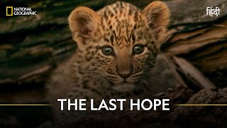 The Last Hope  Joubert Big Cat Reversion  हिन्दी  National Geographic [upl. by Notyard]