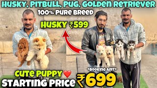 Cheapest Dogs Market In Delhi NCR  Husky German Shepherd Pitbull  Dog in 699Rs Rajender Pets [upl. by Licna]