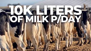 12000 LITERS OF MILK PER DAY GOAL WITH 220 COWS AND 60 PRIMIPAROUS IN URUGUAY 🇺🇾 [upl. by Lazarus]