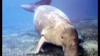 Egypt Gorgonia Beach Resort SnorkelingampFreediving  Marsa Alam 2017  Dugong [upl. by Eilama]