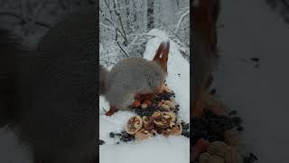 Ушастик и орешек Écureuil aux grandes oreilles dans la forêt dhiver [upl. by Eiluj]