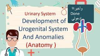 Development of Urogenital System And Renal Anomalies مليان صور توضيحية [upl. by Wayland]