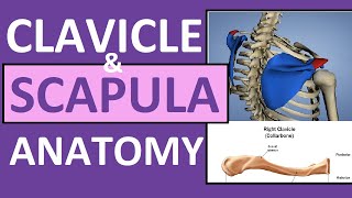 Clavicle and Scapula Anatomy The Pectoral Girdle [upl. by Foley]