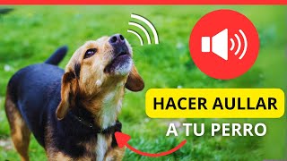 6 sonidos para Hacer Aullar a un Perro 🐶🔊 Sonidos para perros [upl. by Polivy]