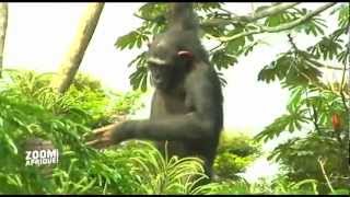 Les chimpanzés orphelins du Parc Lékédi [upl. by Maureene]