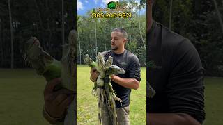 🦎 Miami Iguana Removal Services Iguana invasivespecies Miami [upl. by Ellary]