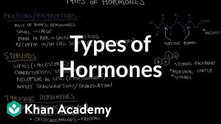 Types of hormones  Endocrine system physiology  NCLEXRN  Khan Academy [upl. by Akerehs]