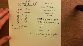 Questce que la transmission synaptique [upl. by Wrigley263]