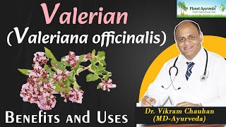 Valerian uses and Benefits [upl. by Llen706]