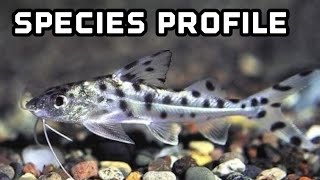 Pictus Catfish Species Profile [upl. by Iseabal715]