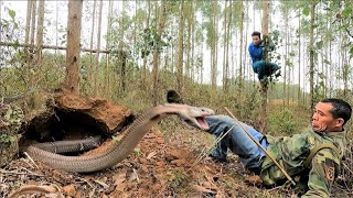 The terrifying moments of two hunters when facing the worlds most ferocious group of king cobras [upl. by Inigo]