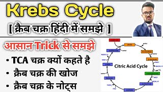 Krebs Cycle  Krebs Cycle in Hindi  Krebs Cycle trick  Krebs Cycle Notes  Glucose Metabolism [upl. by Farmer818]