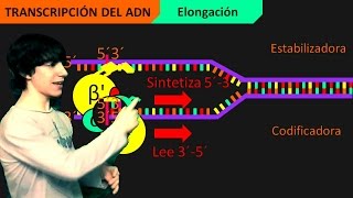 Transcripción del ADN Paso a Paso [upl. by Lacagnia]