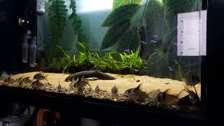 Corydoras Tank Simple Setup corydoras tank feedingtime [upl. by Chretien]